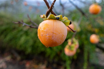 Ripe orange persimmon fruit hanging on tree in autumn