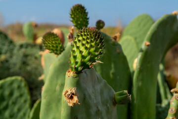 Ripe edible fruits opuntia pears ready to harvest