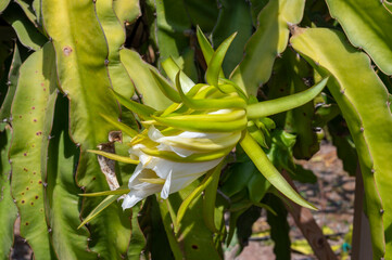 Plantations of pitahaya pink dragon fruits growing on succulent cacti plants