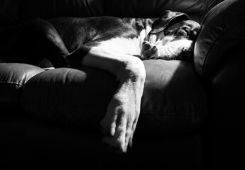 large dog breed Great Dane napping on the couch