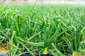 Obraz premium Wet green onions with water drops on garden beds. Vegetable field.
