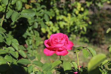 roses blooming in the rose garden
