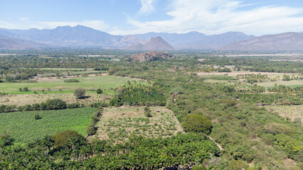 cultivo