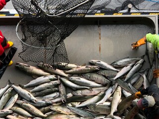 【北海道】秋鮭の水揚げ（北海道ウトロ漁港）
