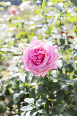 Pink roses blooming in the rose garden
