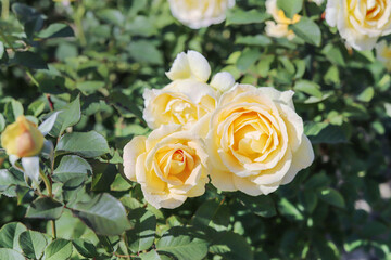 Yellow roses
