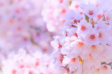 美しい染井吉野