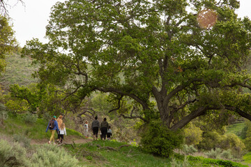 Obraz premium Trail Adventures (Hiking, Mountain Bikes, Dogs, Walking)