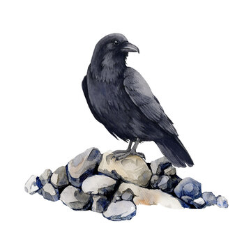 Raven bird sitting on rocks. Watercolor illustration. Hand drawn corvus single element. Realistic black crow wildlife predator. Raven europe common bird halloween symbol. White background