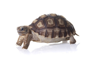 Close-up turtle isolated on white background