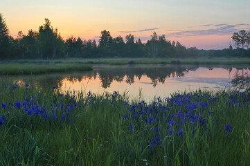 Magic of dawn over the lake. Wild irises ( Iris laevigata ) blossom. Khabarovsk region, far East, Russia.