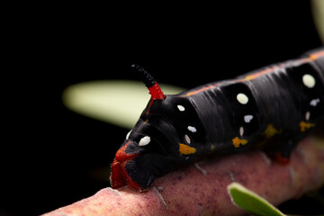 Naklejka premium Studio shot of leaf-eating black caterpillar