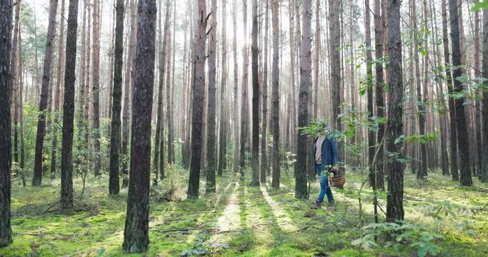 Mushroom picker is walking in woods at sunrise, rays breaking through tree branches illuminate face man is holding a pocket knife and a basket, he is looking around carefully in search of boletes
