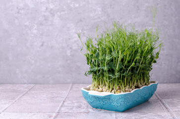 Organic fresh pea sprouts