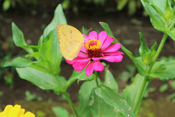 Eurema hecabe and pink zinnia flower defocused macro lens photography