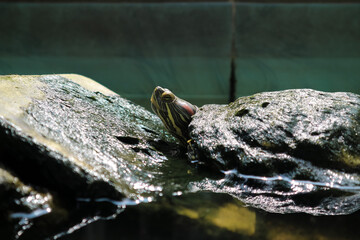 Red-eared slider turtle trachemys scripta. Brazilian turtle macro photography.