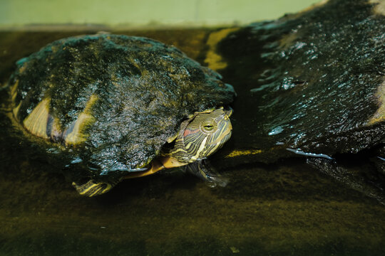 Red-eared slider turtle trachemys scripta. Brazilian turtle macro photography.