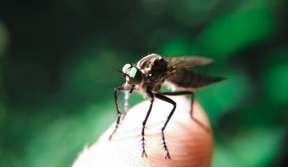 close up of a fly