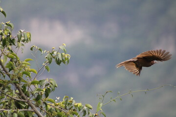 Sinsonte volando 