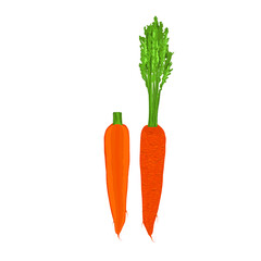 vector illustration delicious juicy vegetables food for health
pumpkin carrot