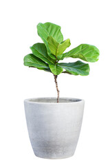 Green ornamental plants in concrete or cement pots. isolated on a white background