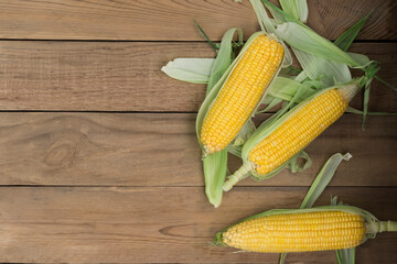 Fresh corn on the cob on a rustic wooden table with copy space - top view