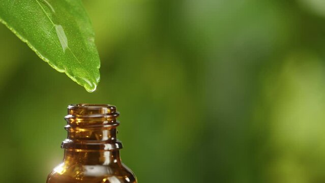 Juice dripping from leaf into bottle close-up, plant oil. Making aroma serum on green background. Dropping liquid extract, skincare routine, treatment essence oil, spa concept. Traditional medicine.