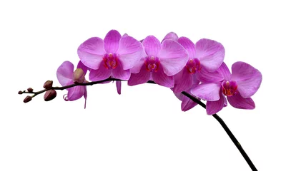 Foto op Canvas purple phalaeonopsis orchid isolated on white background © The99