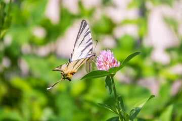 Obraz premium Beautiful Butterfly Scarce Swallowtail, Sail Swallowtail, Pear-tree Swallowtail, Podalirius. Latin name Iphiclides podaliriu. Butterfly collects nectar on flower.