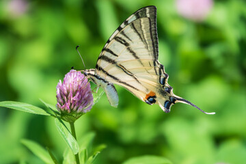 Beautiful Butterfly Scarce Swallowtail, Sail Swallowtail, Pear-tree Swallowtail, Podalirius. Latin name Iphiclides podaliriu. Butterfly collects nectar on flower.