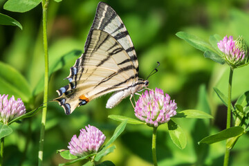 Beautiful Butterfly Scarce Swallowtail, Sail Swallowtail, Pear-tree Swallowtail, Podalirius. Latin name Iphiclides podaliriu. Butterfly collects nectar on flower.