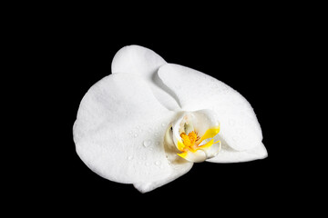 White Orchid on black background.