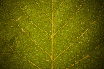 Water droplets on a yellow leaf.