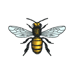 Honey Bee vector illustration. Vector drawing, handrawn, vintage, line art of Honey Bee on white background 1