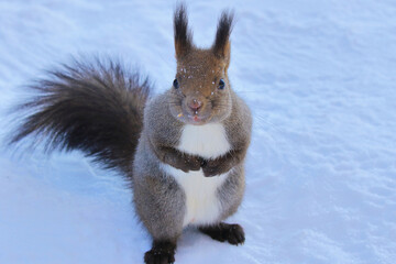 【北海道】エゾリス