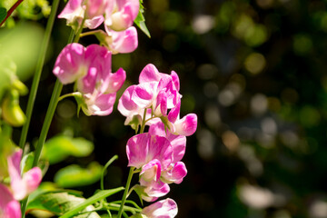 Sweet peas blooming in the summer garden (Lathyrus odoratus)