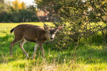 A young California Mule Deer (Odocoileus hemionus californicus) stands on a meadow. Beautiful deer in its natural habitat.