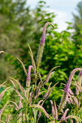 Veronicastrum virginicum in the summer garden (culver's root)