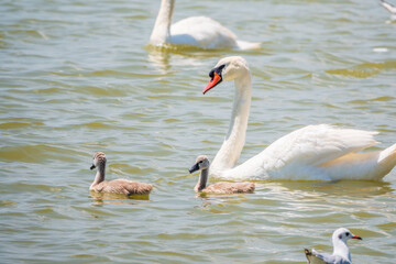 A female mute swan, Cygnus olor, swimming on a lake with its new born baby cygnets. Mute swan protects its small offspring. Gray, fluffy new born baby cygnets.