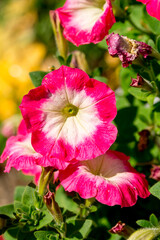 Pink petunias with a white center in the summer garden