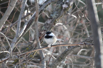 Bird On The Branch, Whitemud Park, Edmonton, Alberta