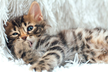 Three cute bengal kittens laying on a furry white blanket.