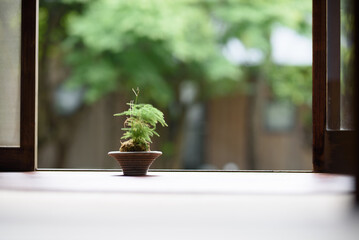 縁側で可愛いコケ盆栽