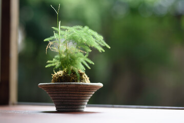Cute Japanese bonsai with moss on the porch