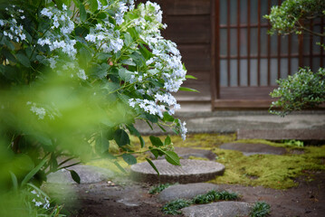 日本家屋の玄関　紫陽花　前ボケ