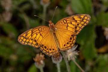 Adult Mexican Fritillary Butterfly