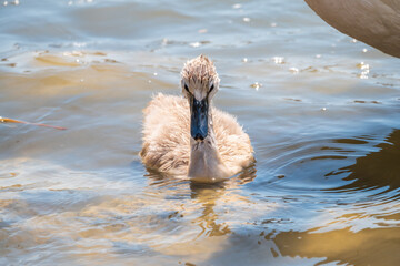 Beautiful baby cygnet mute swan fluffy grey and white chicks. Springtime new born wild swans birds in pond. Young swans swmming in a lake.
