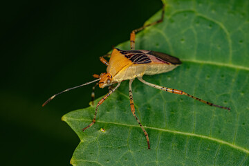 Adult Leaf-footed Bug