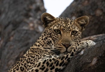 A closeup of a female leopard head, lying on the tree, looking at the camera