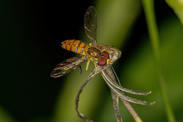 Adult Calligrapher Fly